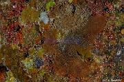 Canda pecten Bryozoaire dentelle bryo-Safaga Middle reef-10m-20171124-Denis-ADER-DSC_3876_tn